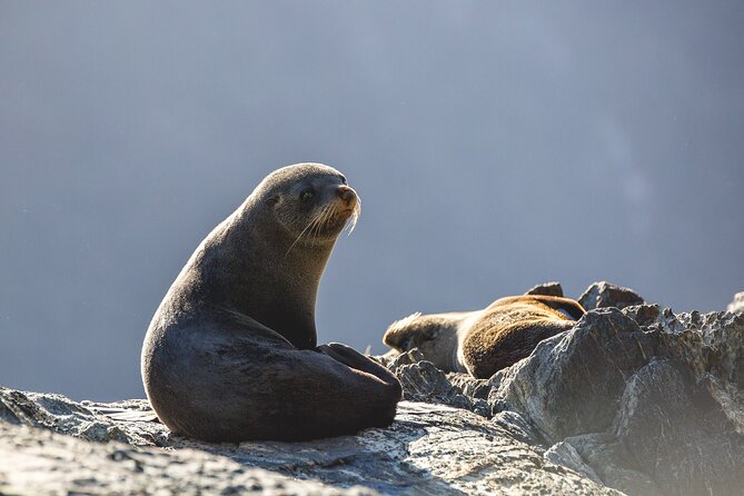 Milford Sound Cruise - RealNZ - Who Will Get the Most From This Cruise?