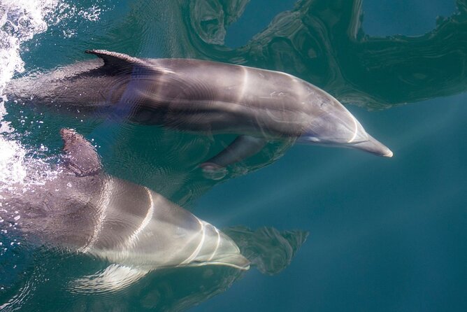 Milford Sound Extended Cruise with Southern Discoveries - Timing, meeting point, and the $123.49 price