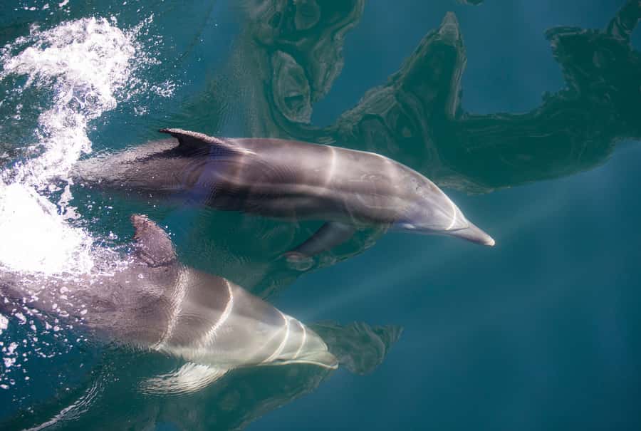 Milford Sound: Nature Cruise - Grand Views & Optional Lunch - Key points to know