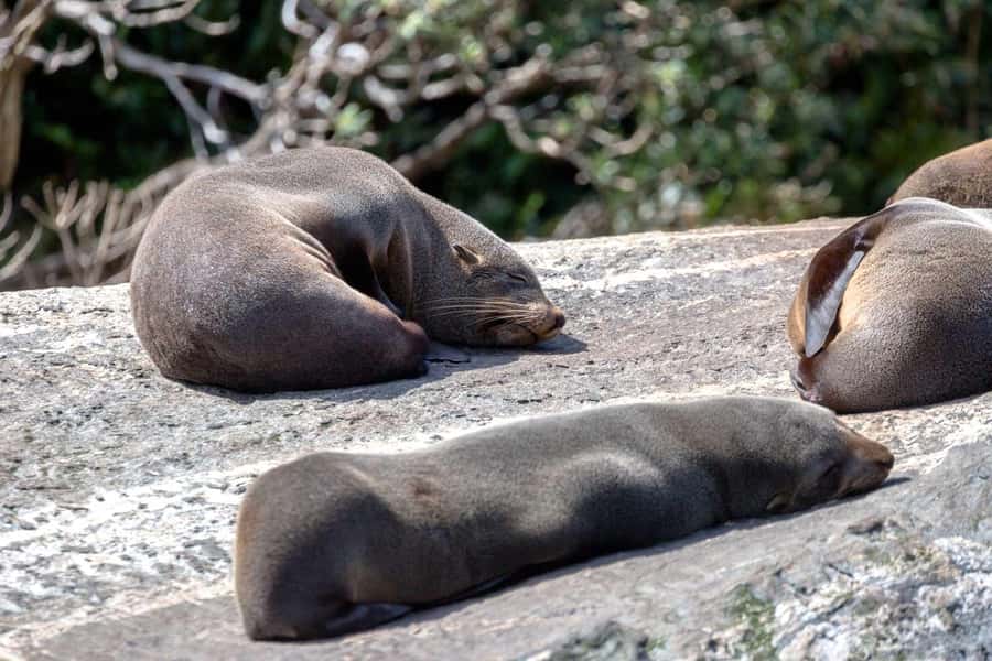 Milford Sound: Nature Cruise - Grand Views & Optional Lunch - Finding your best place on the catamaran