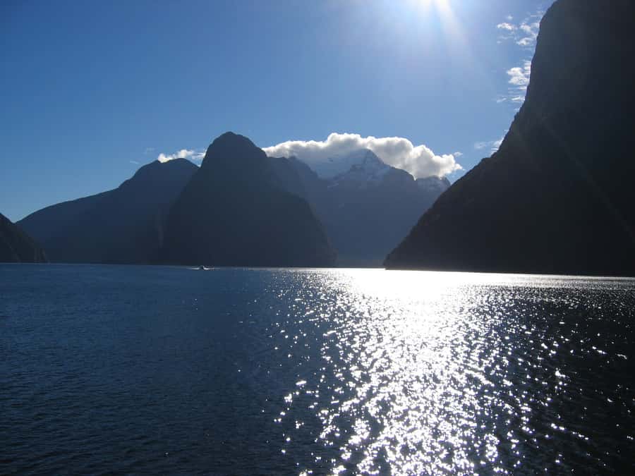 Milford Sound Premium Day Tour and Cruise from Te Anau - Seals, dolphins, and the open sea