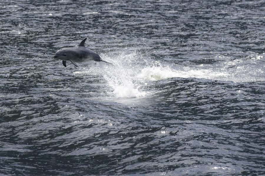 Milford Sound: Premium Small Group Cruise with Canape Lunch - Key details to know before booking