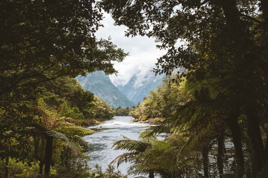 Milford Sound: Self-Guided Milford Track Day Walk - What $44 buys you