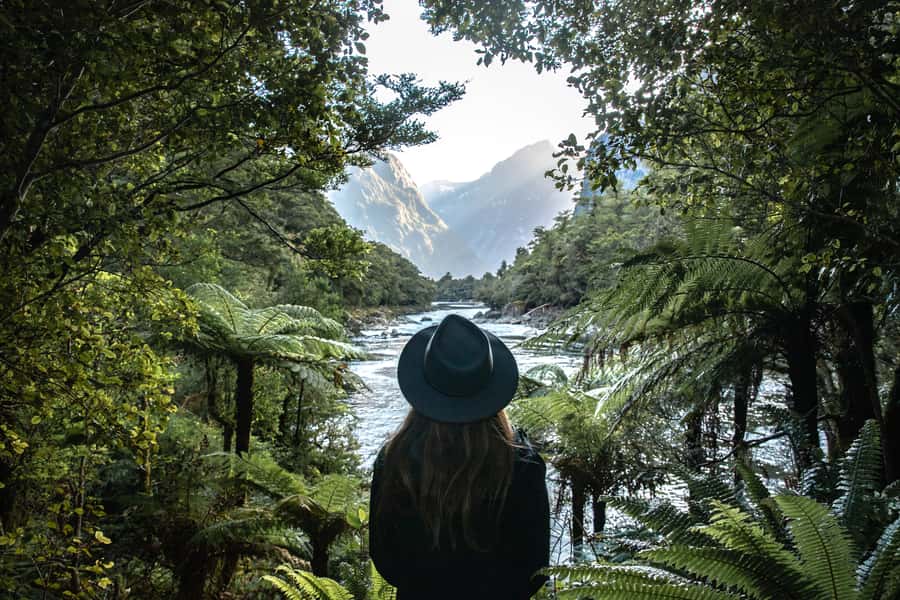 Milford Sound: Self-Guided Milford Track Day Walk - The forest: beech, rimu, and birdsong
