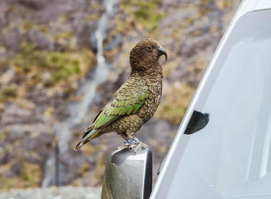 Milford Sound: Small-Group Tour from Te Anau - Who should book this Te Anau day trip?