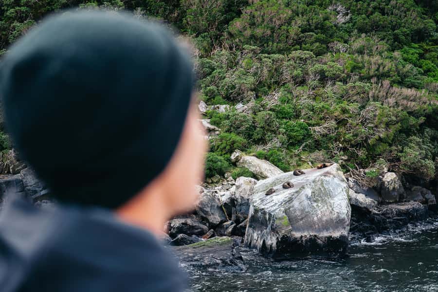 Milford Sound: Waterfalls, Wildlife, and Rainforest Cruise - Searching for Seals, Dolphins, and Penguins