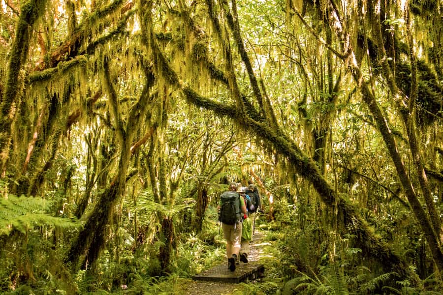 Milford Track: Full Day Guided Hike and Nature Cruise - Giants Gate Waterfall and the swing bridge