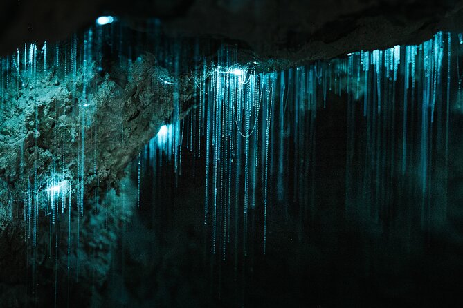 Milky Way Glowworm Cave Tour - The 300-metre walk to Waipu’s cave