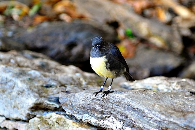 Motuara Island Bird Sanctuary and Ship Cove Cruise from Picton - Quick points to know