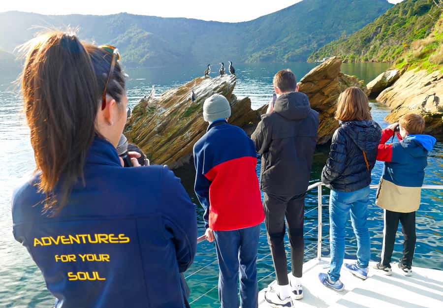 Motuara Island Sanctuary: Wildlife & Dolphin Watching Tour - Key points to know before you book