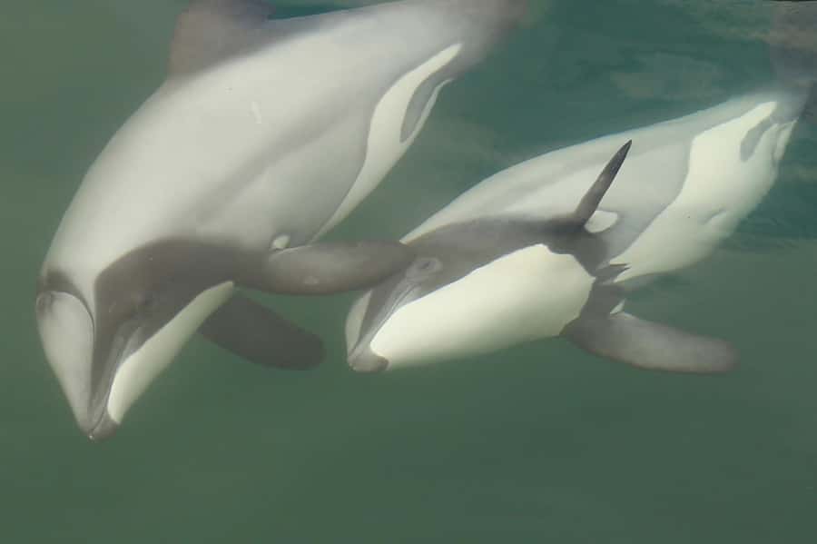 Motuara Island Sanctuary: Wildlife & Dolphin Watching Tour - Dolphins, seals, birds, and the possibility of Orca