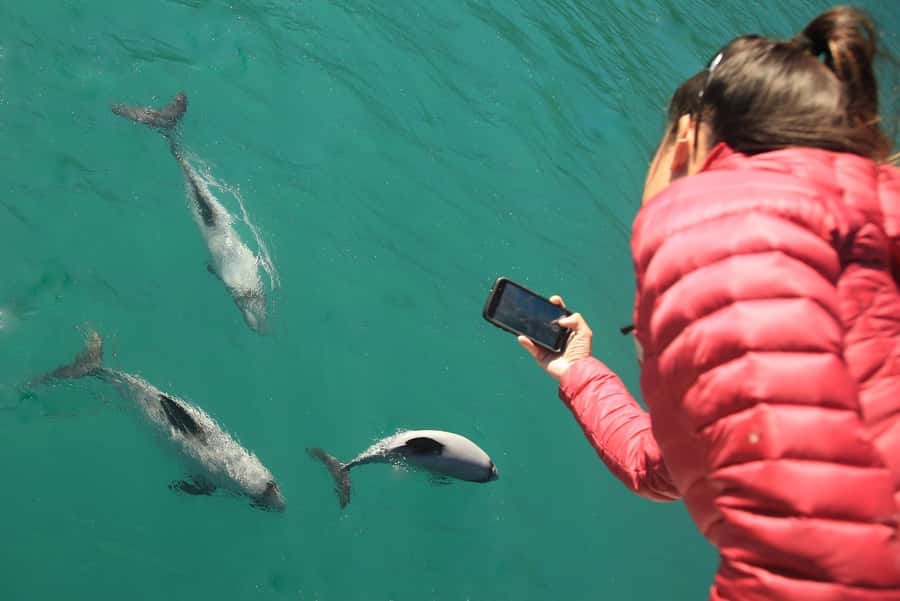 Motuara Island Sanctuary: Wildlife & Dolphin Watching Tour - Morning or afternoon: choosing the better departure