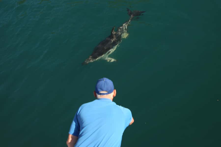 Motuara Island Sanctuary: Wildlife & Dolphin Watching Tour - What the $100 price really covers