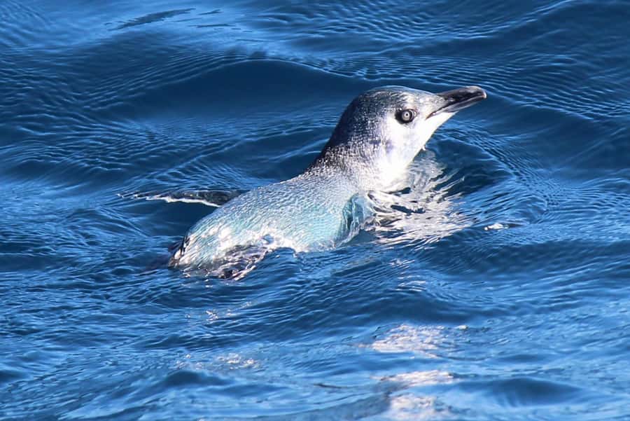 Motuara Island Sanctuary: Wildlife & Dolphin Watching Tour - Who will enjoy this trip most