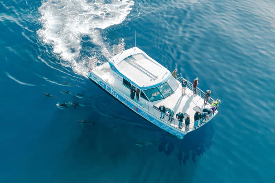 Motuara Island Sanctuary: Wildlife & Dolphin Watching Tour - Practical details that can shape your day