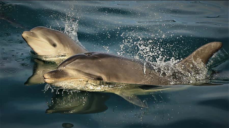Motuara Island Sanctuary: Wildlife & Dolphin Watching Tour - Motuara Island and its rare native birds