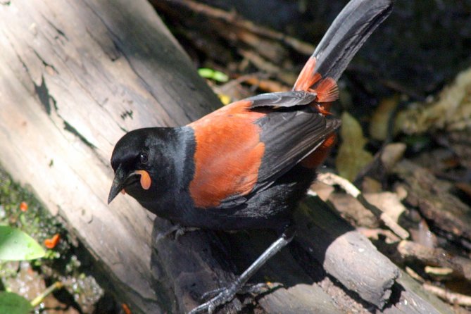 Motuara Wildlife Sanctuary Tour and Dolphin Cruise from Picton - Key points to know before you book