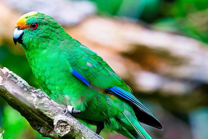 Motuara Wildlife Sanctuary Tour and Dolphin Cruise from Picton - Guides who make the difference