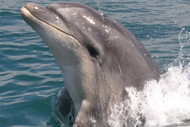 Motuara Wildlife Sanctuary Tour and Dolphin Cruise from Picton - What the $104.26 fare includes