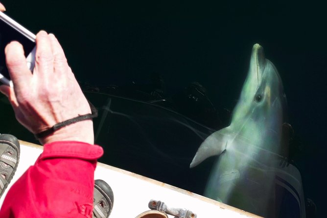 Motuara Wildlife Sanctuary Tour and Dolphin Cruise from Picton - Who will enjoy this Picton cruise most