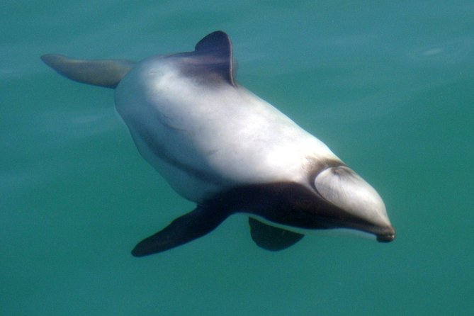 Motuara Wildlife Sanctuary Tour and Dolphin Cruise from Picton - Should you book the Motuara Wildlife Sanctuary Tour?