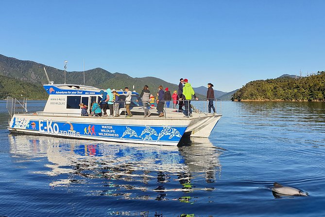 Motuara Wildlife Sanctuary Tour and Dolphin Cruise from Picton - Searching for dolphins, seals, and seabirds