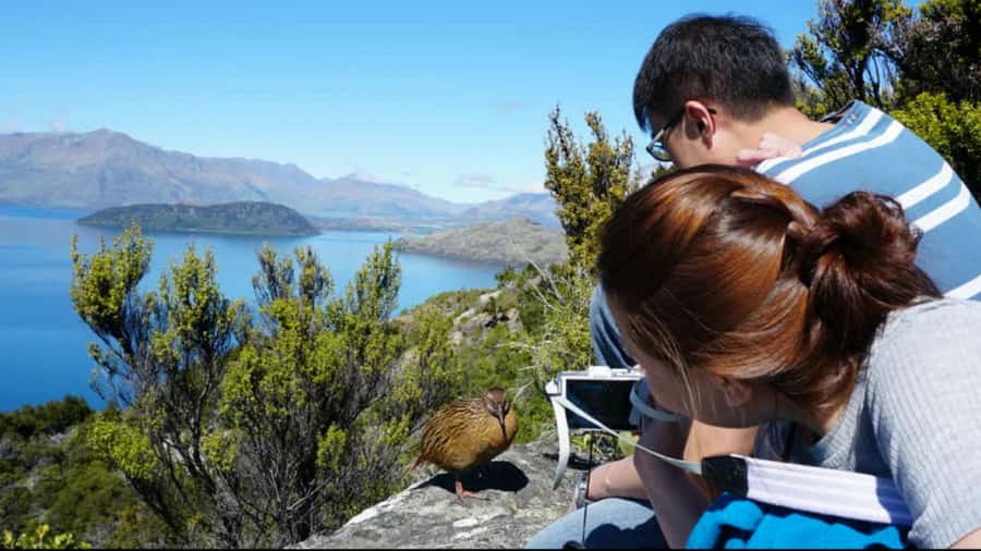 Mou Waho Island: 3-Hour Cruise and Guided Nature Walk - Key points to know before you go
