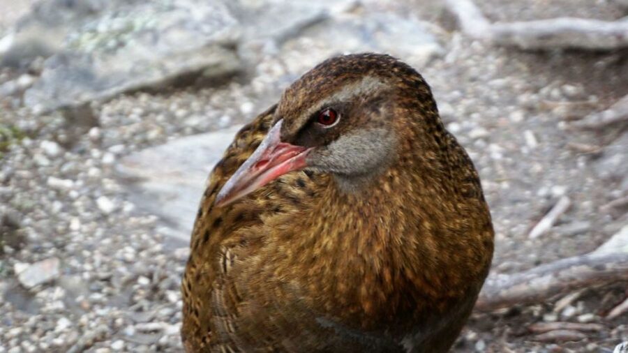 Mou Waho Island: 3-Hour Cruise and Guided Nature Walk - Who should book this island outing?