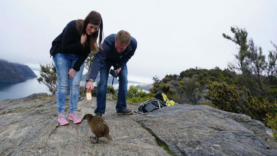 Mou Waho Island: 3-Hour Cruise and Guided Nature Walk - A two-hour walk with more than a lookout