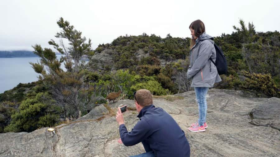 Mou Waho Island: 3-Hour Cruise and Guided Nature Walk - Native wildlife in a predator-free reserve