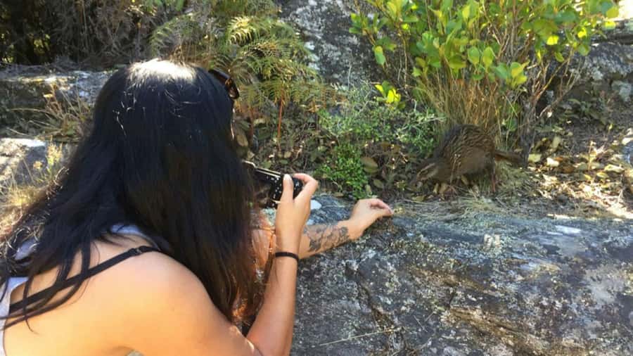 Mou Waho Island: 3-Hour Cruise and Guided Nature Walk - Guides who make the walk worth doing