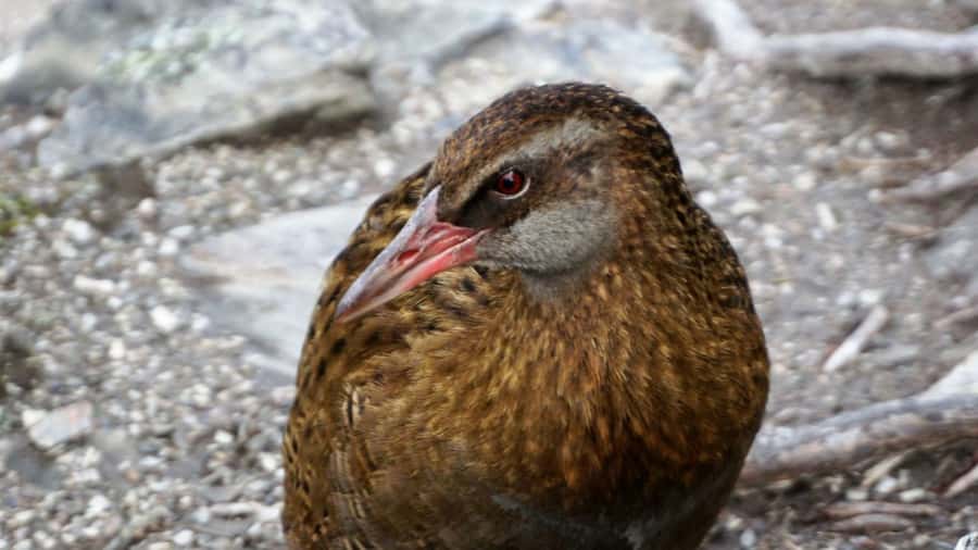 Mou Waho Island: 3-Hour Cruise and Guided Nature Walk - How the weather changes the experience