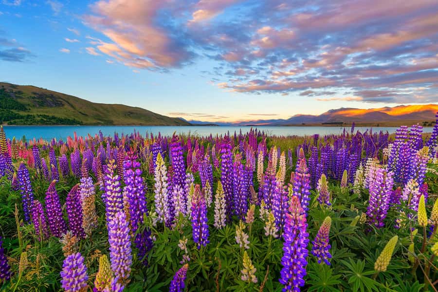 Mount Cook Day Tour from Christchurch - Through Mackenzie Country toward the Southern Alps