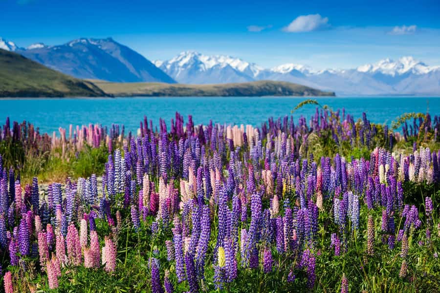 Mount Cook Day Tour: Mount Cook to Christchurch - The Church of the Good Shepherd and Lake Tekapo