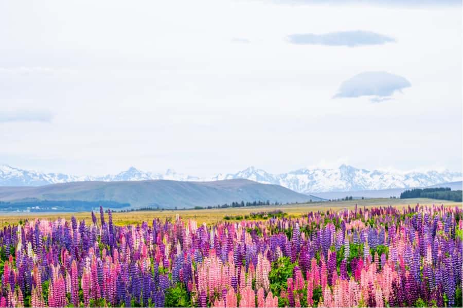 Mount Cook Full-Day Tour: Queenstown to Christchurch - The long morning through Lindis Pass and Omarama