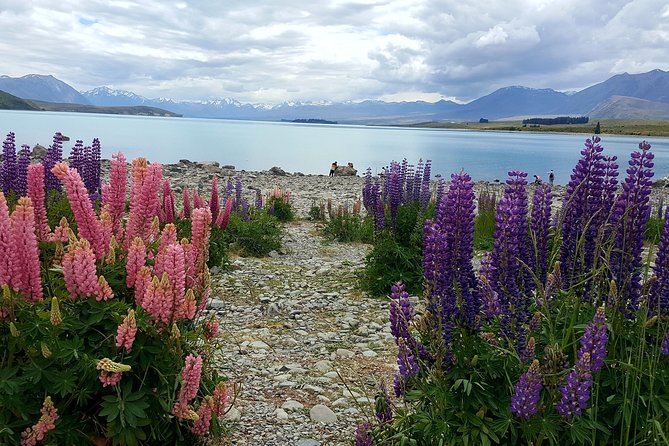 Mount Cook, Lake Tekapo and Tasman Glacier Tour from Christchurch - Guide style and small-group comfort