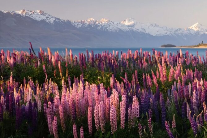 Mount Cook & Lake Tekapo Day Trip from Christchurch - What the $207.89 price buys you
