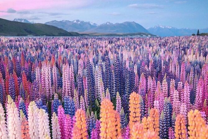 Mt. Cook Full Day Private Tour via Tekapo from Christchurch - Lake Tekapo delivers the first major view