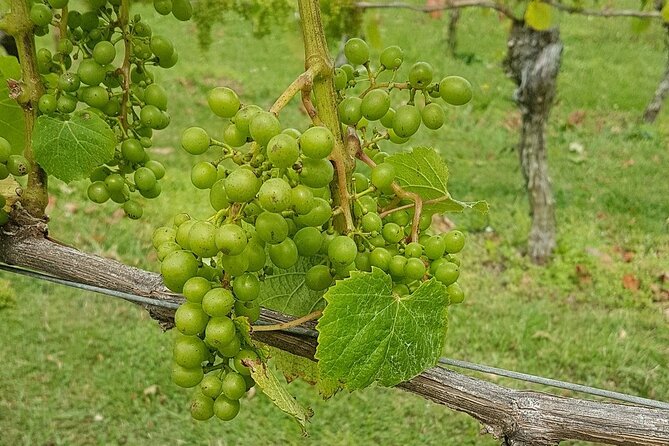 Muriwai Scenic Wine Tour from Auckland - Is $114.81 good value?