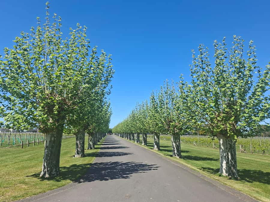 Napier: Afternoon Winery & Gin Tasting Tour Thu Fri Sat - Is $99 a fair price?