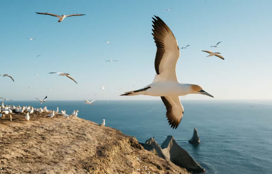 Napier: Cape Kidnappers Gannet, Nature & Sightseeing Tour - September to April: Choose Your Gannet Season