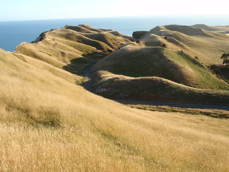 Napier: Cape Kidnappers Gannet, Nature & Sightseeing Tour - Three Hours Well Spent at $59