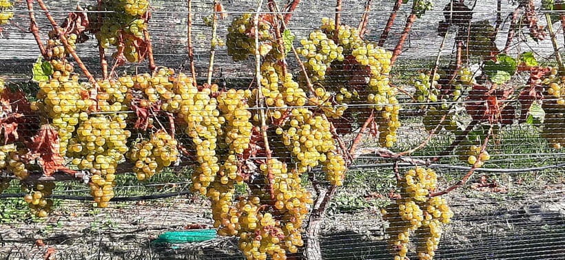 Napier: Winery + Gin Tasting Tour with Lunch Thu Fri Sat - Six wines and a closer look at Mission’s past