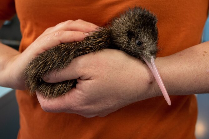 National Kiwi Hatchery - Kiwi Encounter Guided Tour - Why this short Rotorua tour matters