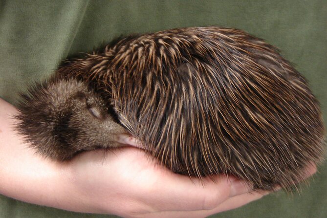 National Kiwi Hatchery - Kiwi Encounter Guided Tour - The Nocturnal House and its resident kiwi