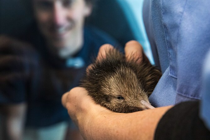National Kiwi Hatchery - Kiwi Encounter Guided Tour - Starting at the Agrodome in Rotorua