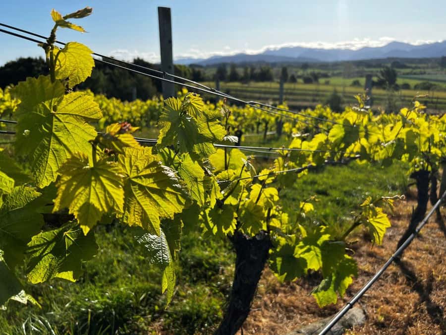 Nelson: Wine Tour with Tastings and Lunch - Practical tips for a better day