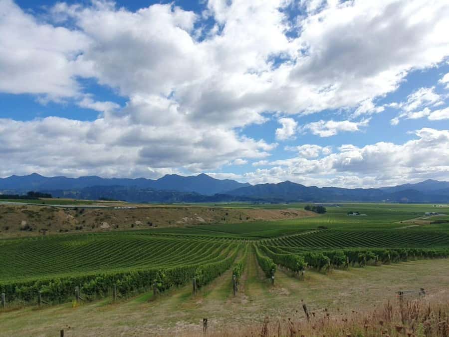 Nelson: Wine Tour with Tastings and Lunch - Should you book Nelson Wine Tour with Tastings and Lunch?