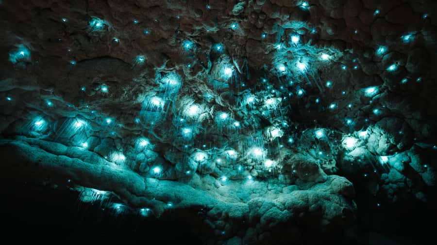 New Zealand: Milky Way Glowworm Cave Tour - What the Milky Way Glowworm Cave experience is really like