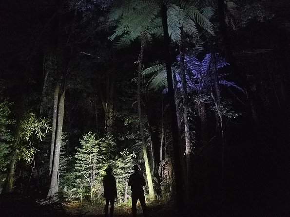 Nocturnal adventure Glow-worm tour - Rain, clouds and the best conditions